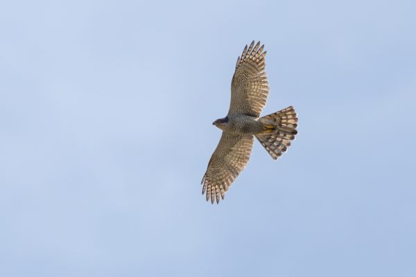 Eurasian Goshawk