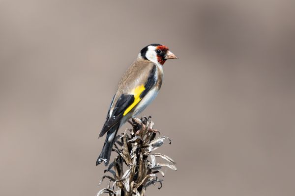 European Goldfinch