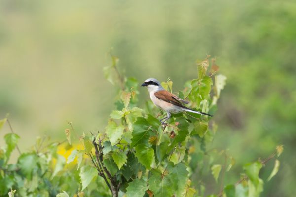 Red-backed Shrike