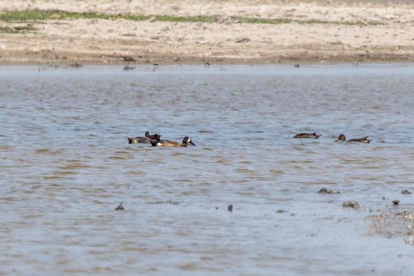 Blue-winged Teal