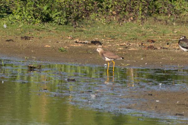 White-tailed Lapwing