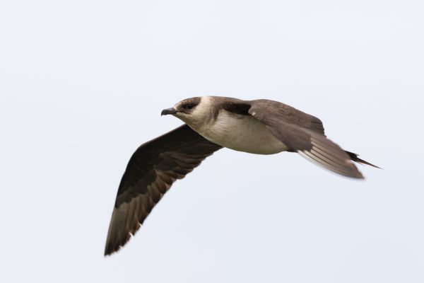 Parasitic Jaeger