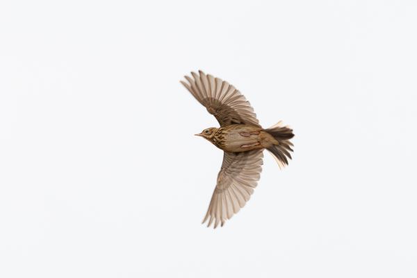 Tree Pipit
