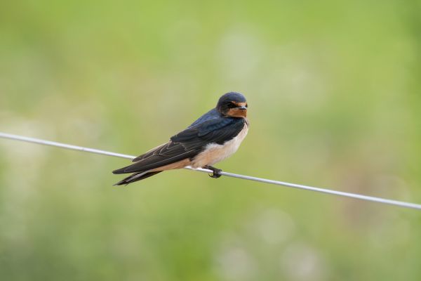 Barn Swallow