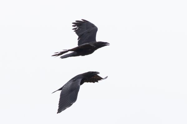 Northern Raven