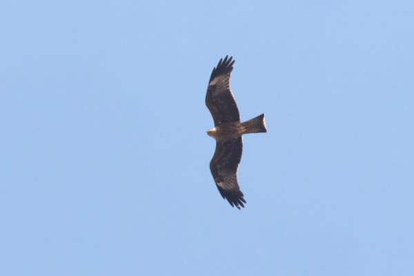 Black Kite