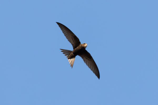 Common Swift
