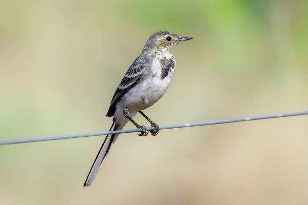 White Wagtail