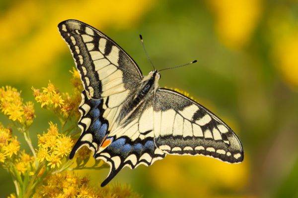 Swallowtail