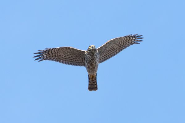 Eurasian Sparrowhawk