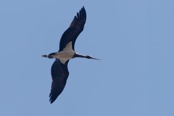Black Stork
