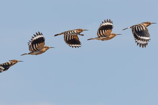 Eurasian Hoopoe