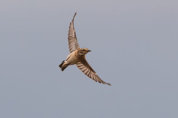 Whinchat