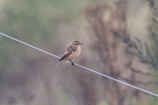 Whinchat