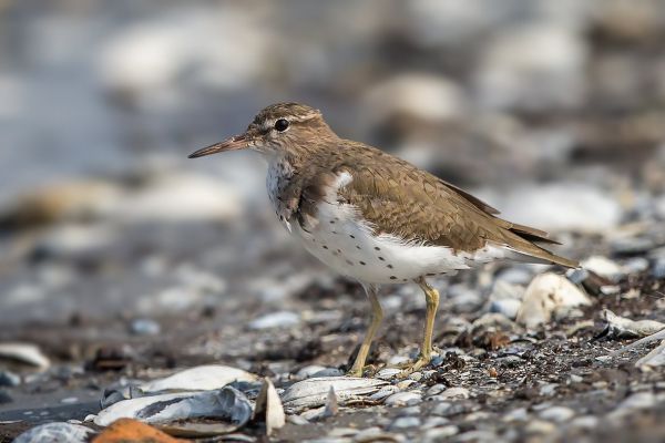2015-04-10-spotted-sandpiper-07022D31BE7-628B-2600-7087-0F714EB49A9B.jpg