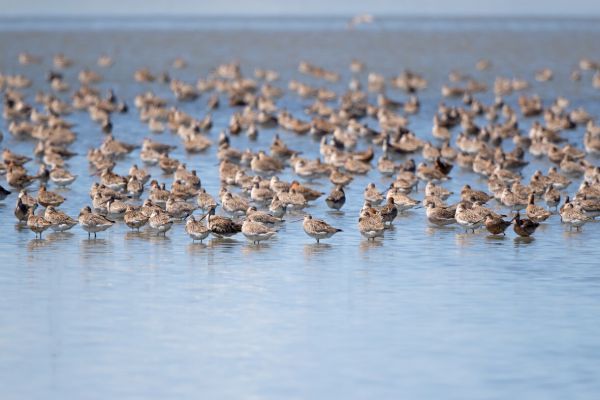 2019-02-26-bar-tailed-godwit-00109D2361E0-448C-2DB4-3791-5BD1A753465D.jpg