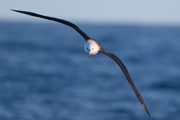 2011-03-27-black-browed-albatross-0295A7F03B8-6C48-F70B-E126-97D5A259638A.jpg