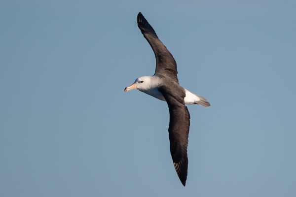 2011-03-27-black-browed-albatross-0617CC8DE1E-AC5C-5AD7-790A-4D40B8790249.jpg