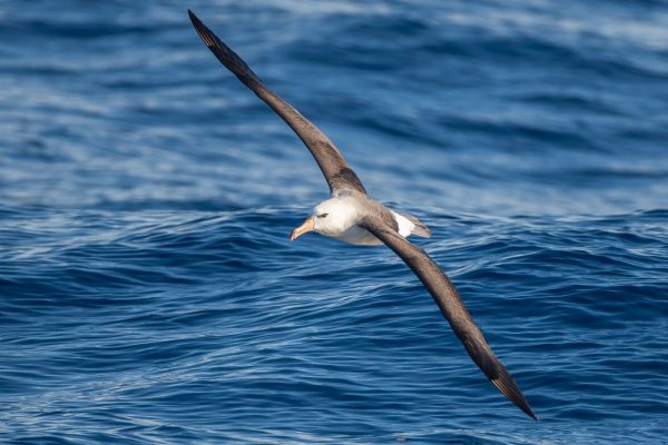 2011-03-27-black-browed-albatross-1069123B533-C148-B23B-A9CC-0CA3CEE8C25D.jpg
