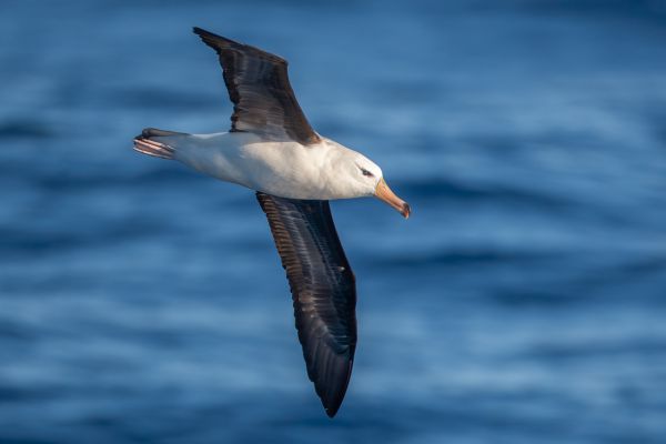2011-03-27-black-browed-albatross-1187BA682A1-8A58-E314-14D8-C417D5CD8BE0.jpg