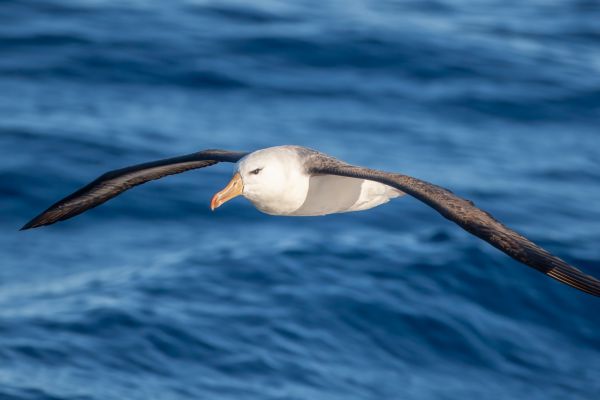 2011-03-27-black-browed-albatross-132951F0F79-E2EC-2783-1673-68877C7E3AAA.jpg