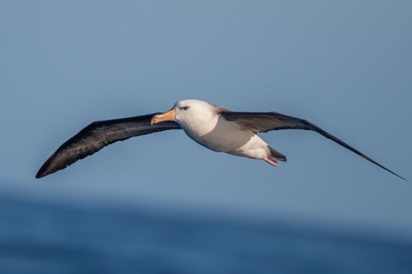 2011-03-27-black-browed-albatross-169761267FE-F2A7-3985-2C46-10AAB5439DB9.jpg