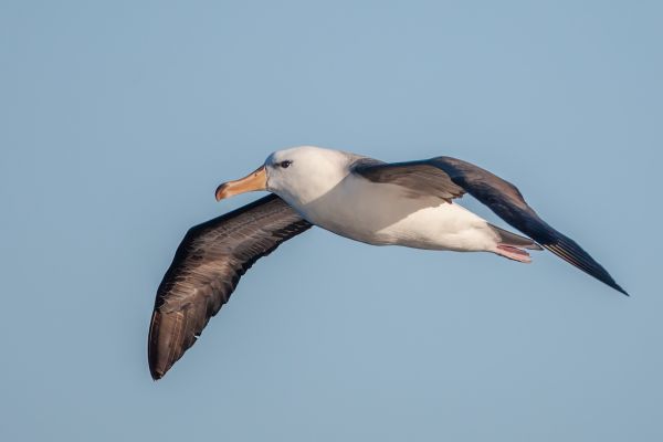 2011-03-27-black-browed-albatross-1759DD039FA-2D2D-29C6-B79D-CCF776746516.jpg