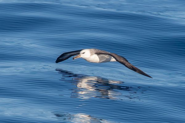 2011-03-27-black-browed-albatross-234A2634A8C-C848-9000-7973-E29E398AE373.jpg