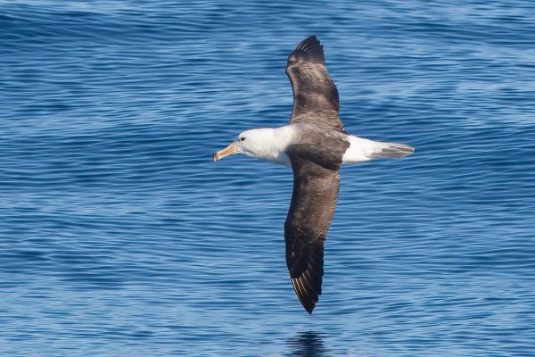 2011-03-27-black-browed-albatross-262CAF51CBA-0CDD-568A-C306-CF19B2D6B6F4.jpg