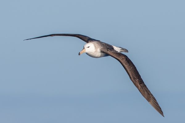 2011-03-27-black-browed-albatross-292D4EDD8B9-7EE9-447C-C49B-453F47FE9C61.jpg