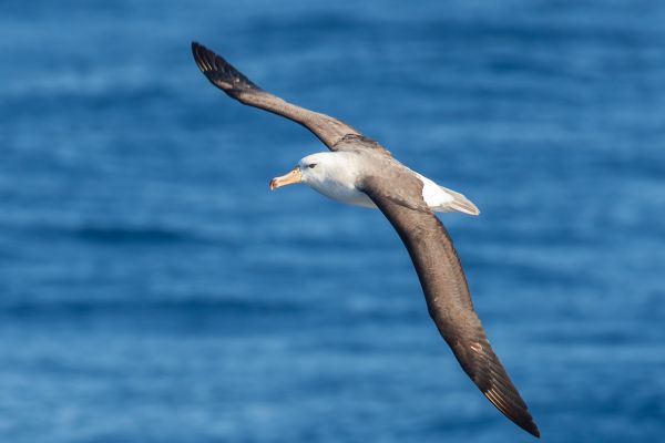 2011-03-27-black-browed-albatross-3033650C930-FD57-1BA9-63B4-E1BE2D444A8A.jpg