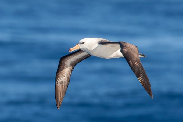 2011-03-27-black-browed-albatross-305D93D22DF-6D1A-A30F-B121-BAEB3A63CE7F.jpg