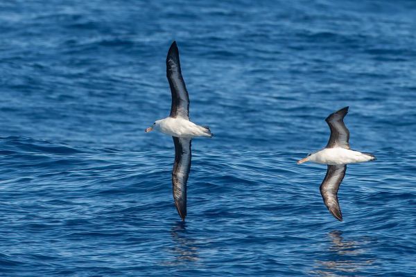 2011-03-27-black-browed-albatross-34267BB25BD-4DD3-9C88-1922-A9A57020186D.jpg