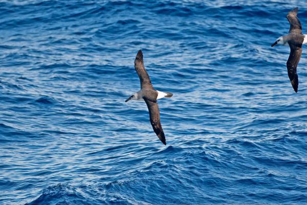 2011-03-27-grey-headed-albatross-0052FF0B97B-59BC-7EA8-2DF0-317985E04167.jpg