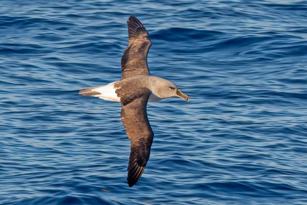2011-03-27-grey-headed-albatross-049B4B2005D-636D-D5B6-104E-31475AA49B5A.jpg