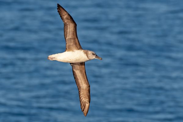 2011-03-27-grey-headed-albatross-0591583A14B-DBE9-9F4B-C952-79EF3BFC0067.jpg