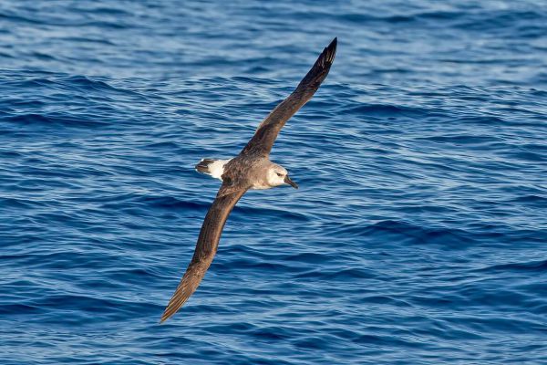 2011-03-27-grey-headed-albatross-07229208E03-63C7-616A-4EAA-3BF2059AF67E.jpg