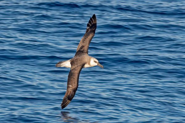 2011-03-27-grey-headed-albatross-090669998EE-1642-752D-AAB9-30D44734470D.jpg