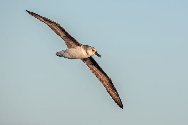2011-03-27-grey-headed-albatross-10618542C00-3499-06D4-33C5-7F4B455A8FCC.jpg
