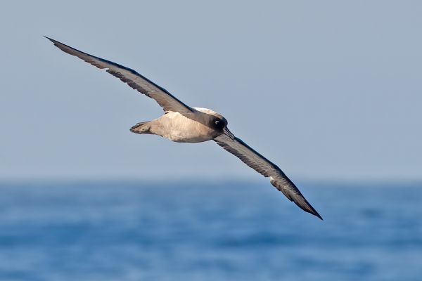 2011-03-27-light-mantled-albatross-031EEB51598-842D-6CAD-2332-49247C62E0D4.jpg