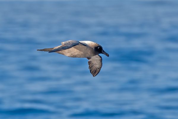 2011-03-27-light-mantled-albatross-0338AE6E709-5623-C27F-02E7-2D582A794151.jpg