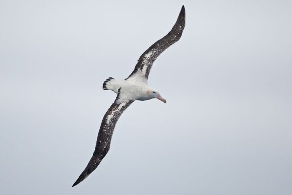 2011-03-28-wandering-albatross-0368E970342-A431-F817-B17C-45116C4F1B84.jpg