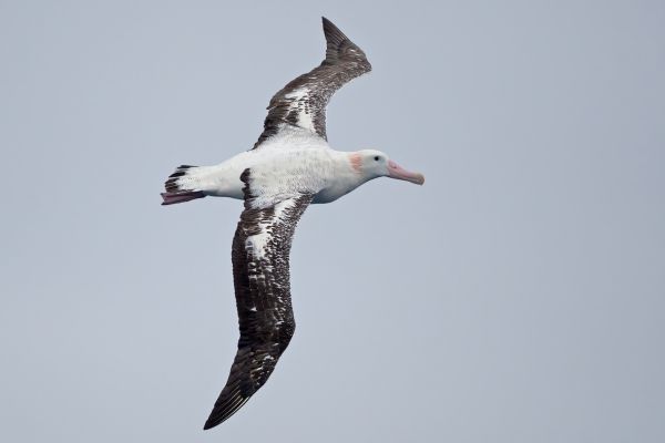 2011-03-28-wandering-albatross-041019B62B0-B198-C081-AB8F-A1796AF4D9DD.jpg