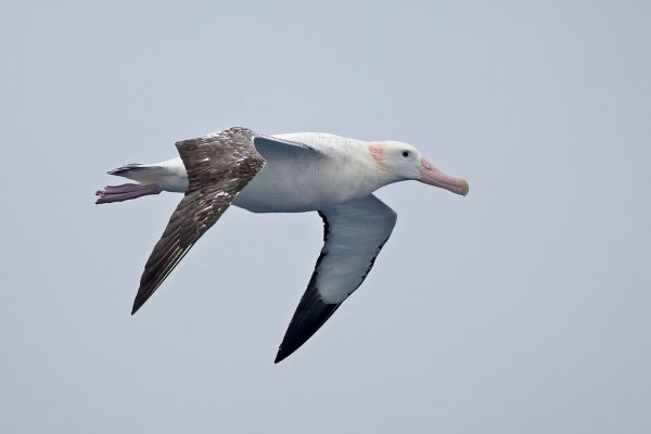 2011-03-28-wandering-albatross-044255849A8-118F-4A32-77CA-513EFE2CA5BA.jpg