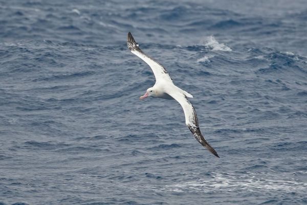 2011-03-28-wandering-albatross-05023414A06-BFDB-ACF2-63B3-F01B772D9AD6.jpg