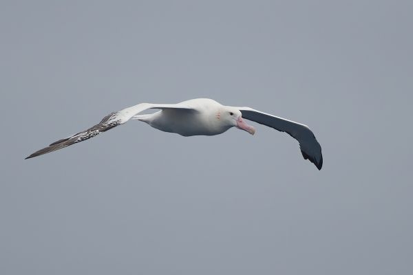 2011-03-28-wandering-albatross-05725D84015-84D4-9403-5033-BE253CFB3EF1.jpg