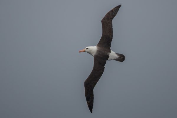2011-04-02-black-browed-albatross-0011E345B52-E000-31E3-A1FD-87070A7B62C4.jpg