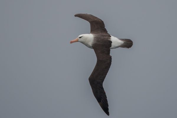 2011-04-02-black-browed-albatross-0052528A00E-4B99-004F-4C3C-F2928053A41E.jpg