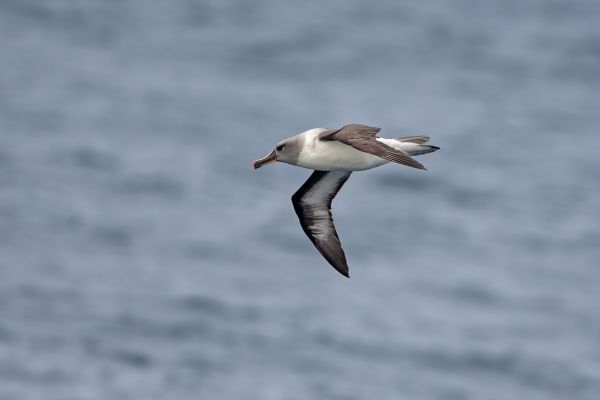 2011-04-02-grey-headed-albatross-002B1CB9802-2865-A853-2917-969EC6E1AC67.jpg