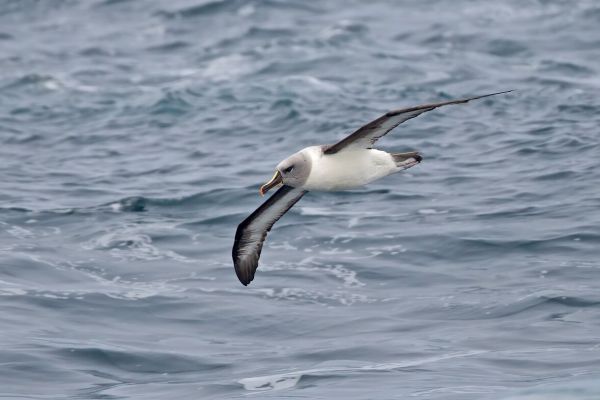2011-04-02-grey-headed-albatross-014ED7CA14D-B34C-3779-056C-66F13298225B.jpg